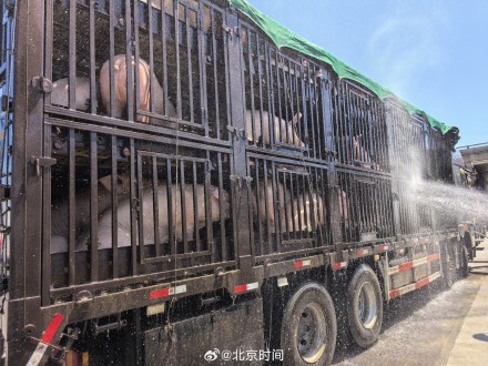 90余头猪中暑消防为猪专列降温
