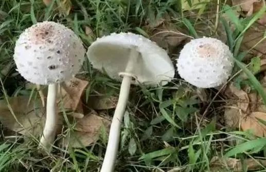 千万别再吃了！他突传中毒身亡，食用到去世不到72小时…此前多起血泪教训