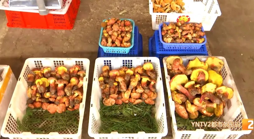 长得像“双胞胎”！这种菌今年好贵！看清楚再下手……