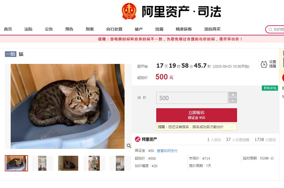 扬州一狸花猫被拍卖抵债，起拍价500元！目前已有一人报名竞拍