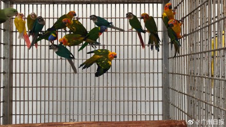 男子把珍稀鸟蛋伪装成卤蛋走私进境