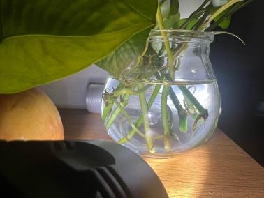 旅业场所如何防蚊灭蚊？指南来了→