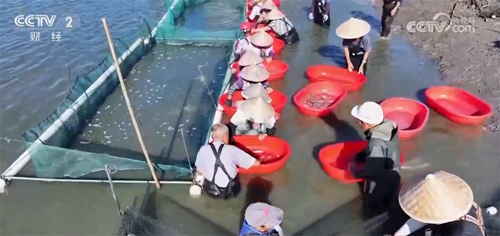 “海鲜+水产”上市供销两旺 “菜篮子”丰盈升腾“烟火气”