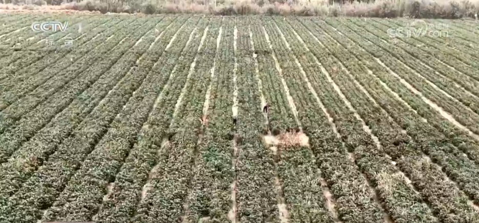 沙漠里养海鲜、种水稻？科技助力新疆“点沙成金”变身鱼米之乡