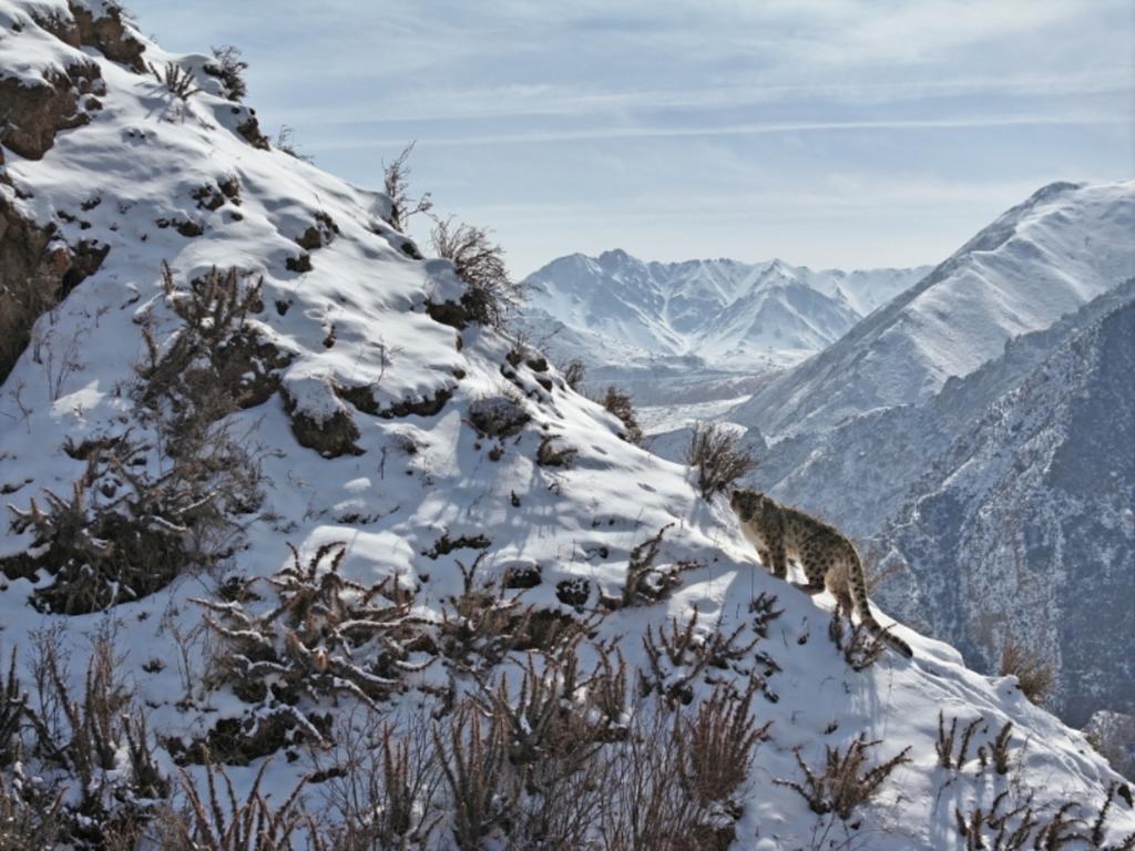 祁连山“记录者”:用镜头追踪野生生灵 祁连山“记录者”:用镜头追踪野生生灵