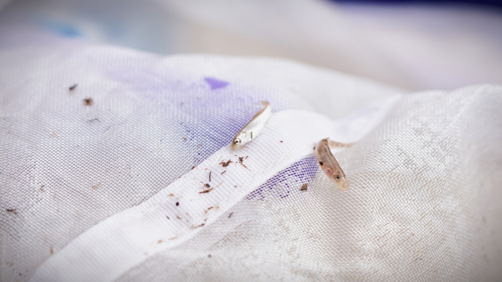 跟随“高原渔夫”探寻江源鱼类生存密码 跟随“高原渔夫”探寻江源鱼类生存密码