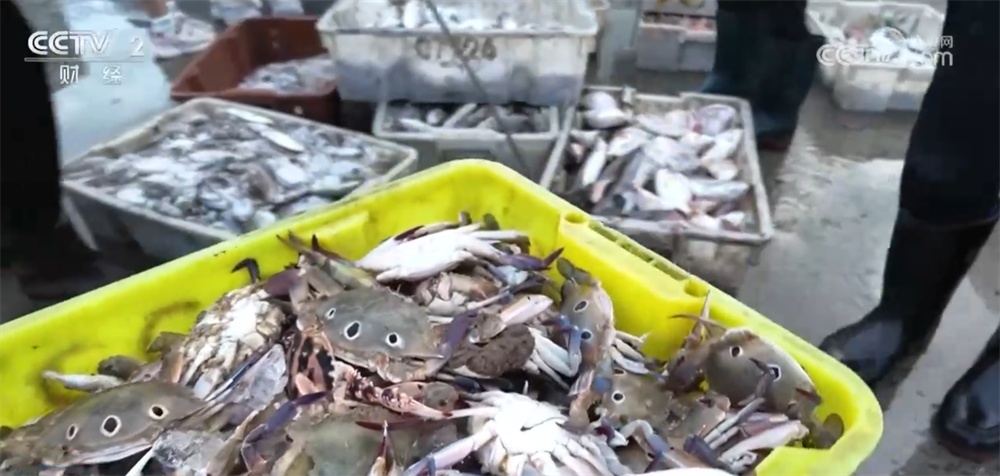 “海鲜+水产”上市供销两旺 “菜篮子”丰盈升腾“烟火气”