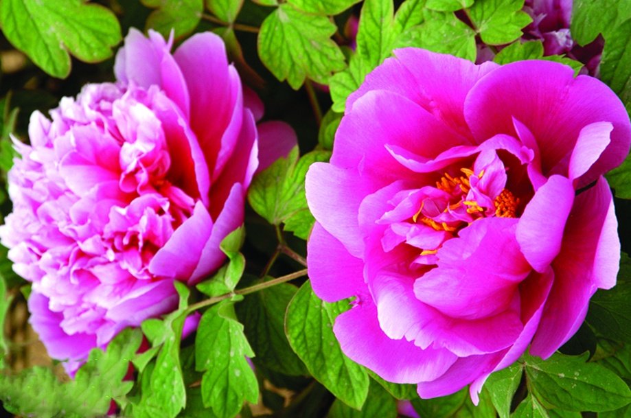 绽放了两千多年的汉牡丹见过吗？