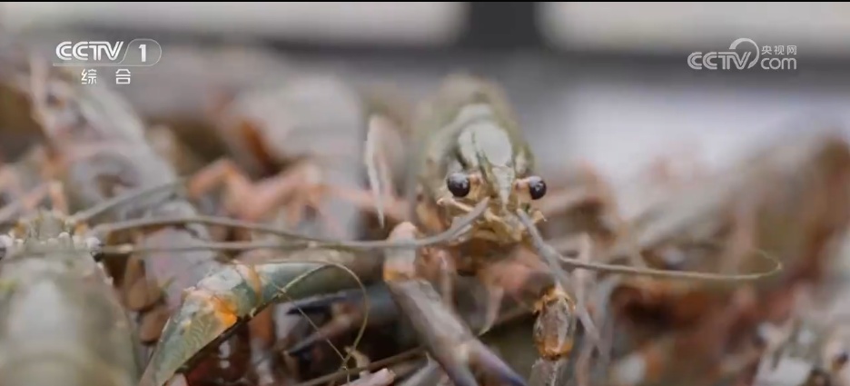 沙漠里养海鲜、种水稻？科技助力新疆“点沙成金”变身鱼米之乡