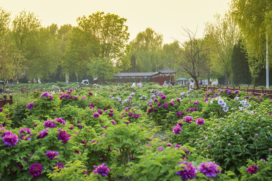 绽放了两千多年的汉牡丹见过吗？