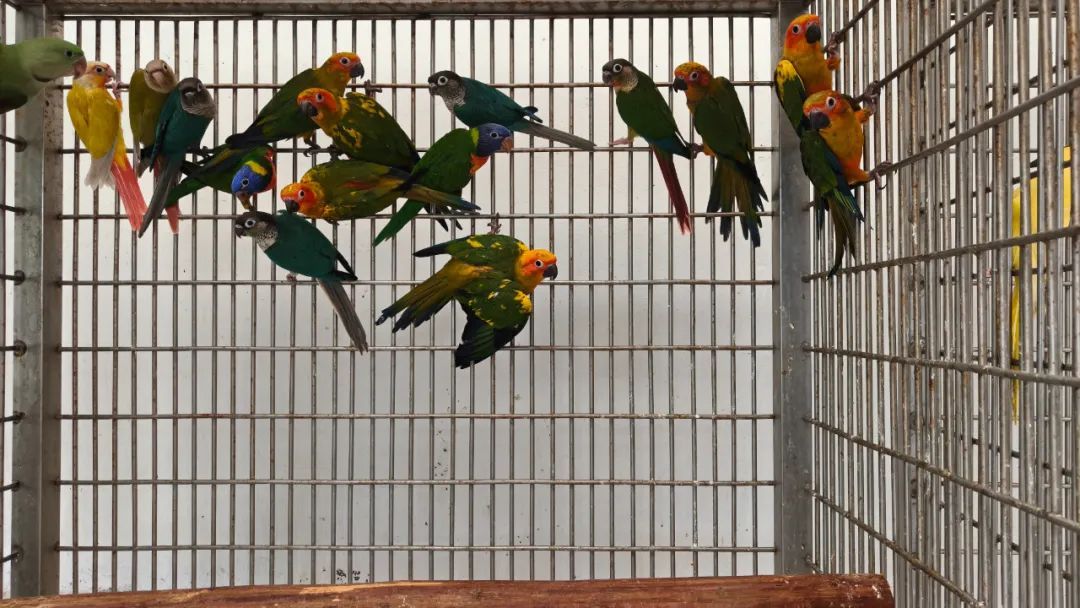 下水道里,救回鹦鹉蛋 下水道里,救回鹦鹉蛋