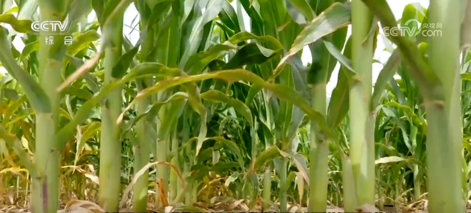 沙漠里养海鲜、种水稻？科技助力新疆“点沙成金”变身鱼米之乡