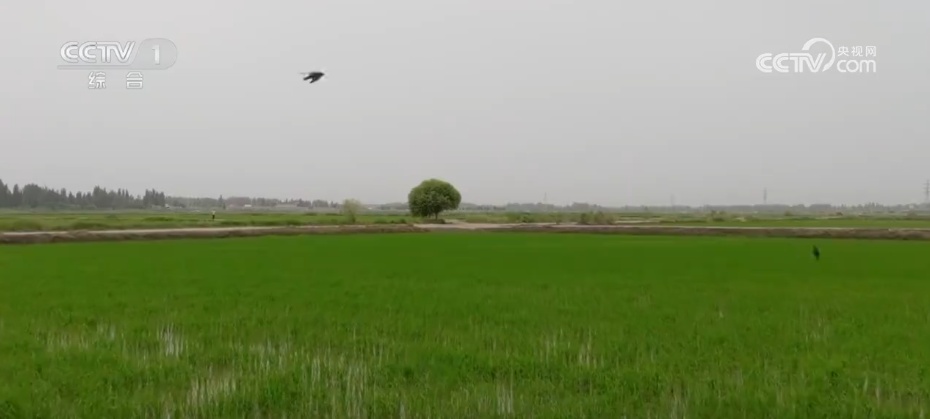 沙漠里养海鲜、种水稻？科技助力新疆“点沙成金”变身鱼米之乡