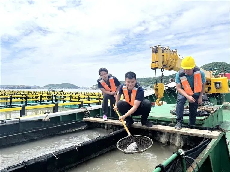 “水中黄金”，游回来了！