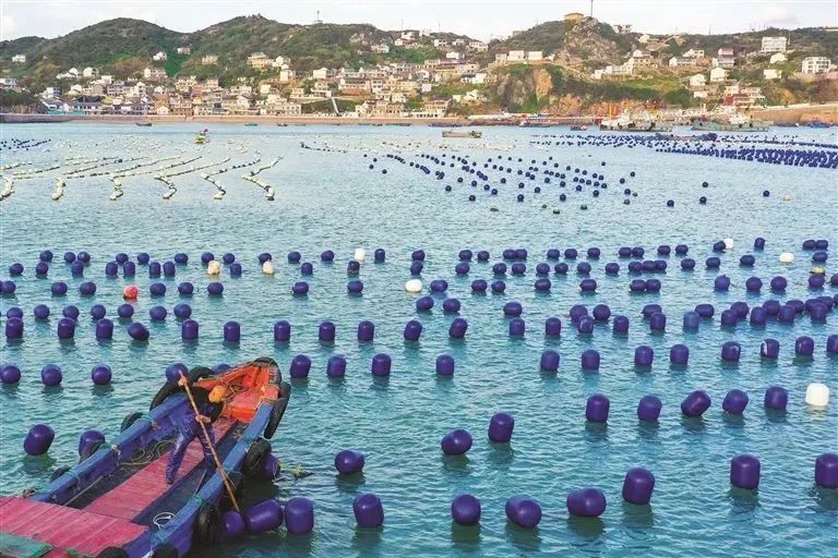 “水中黄金”，游回来了！