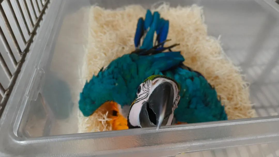 下水道里,救回鹦鹉蛋 下水道里,救回鹦鹉蛋