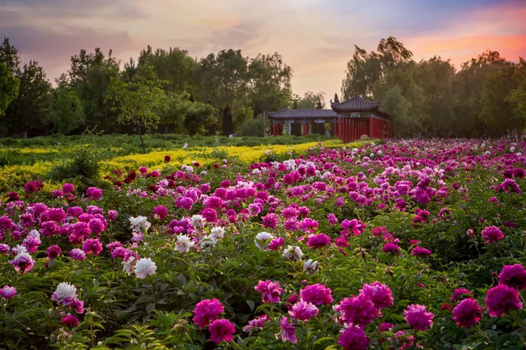 绽放了两千多年的汉牡丹见过吗？