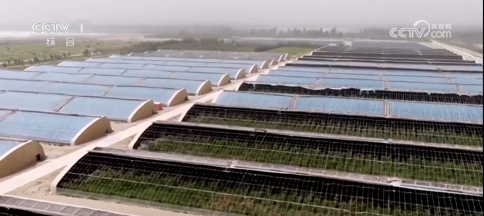 沙漠里养海鲜、种水稻？科技助力新疆“点沙成金”变身鱼米之乡
