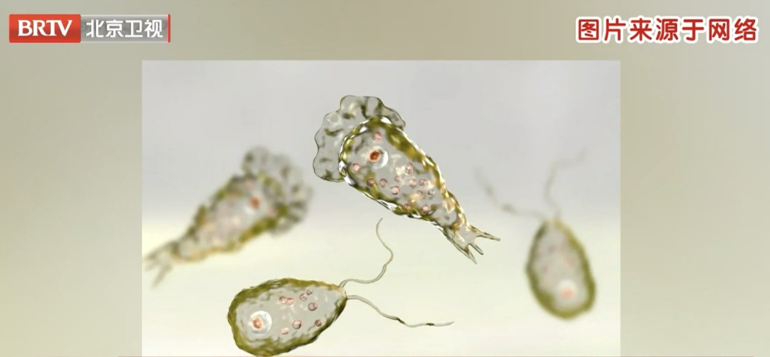 小心！这些水域玩水可能感染“食脑虫”，死亡率超90%！专家提醒——