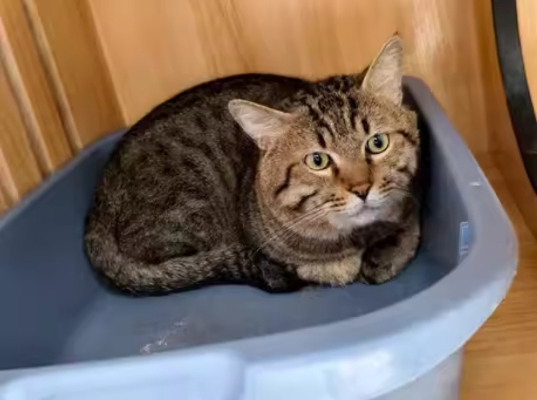 “已被本院扣押在宠物店”，主人欠钱3岁狸花猫被拍卖，起拍价500元