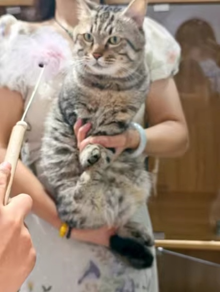 “已被本院扣押在宠物店”，主人欠钱3岁狸花猫被拍卖，起拍价500元