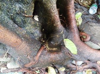 旅业场所如何防蚊灭蚊？指南来了→