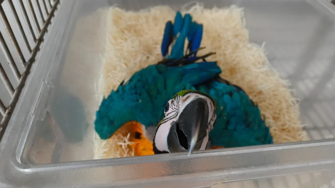 刚下飞机，一乘客在卫生间被查？马桶里发现4枚蛋...