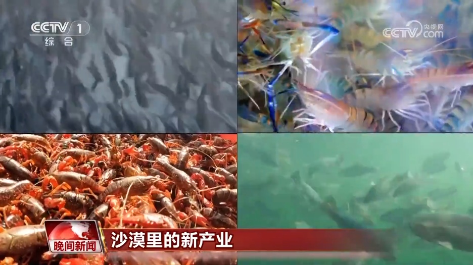 沙漠里养海鲜、种水稻？科技助力新疆“点沙成金”变身鱼米之乡