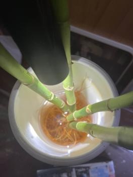 旅业场所如何防蚊灭蚊？指南来了→