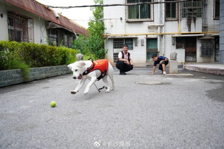 孤独症服务犬长沙温暖上岗