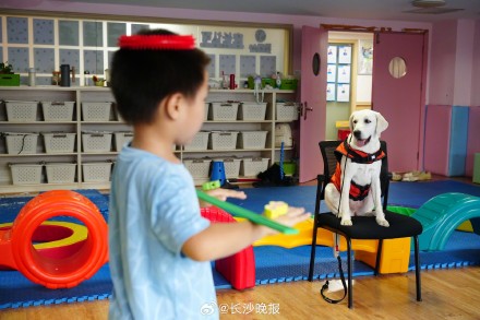 孤独症服务犬长沙温暖上岗