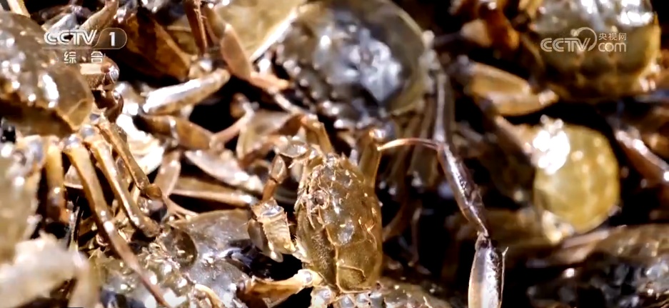 沙漠里养海鲜、种水稻？科技助力新疆“点沙成金”变身鱼米之乡