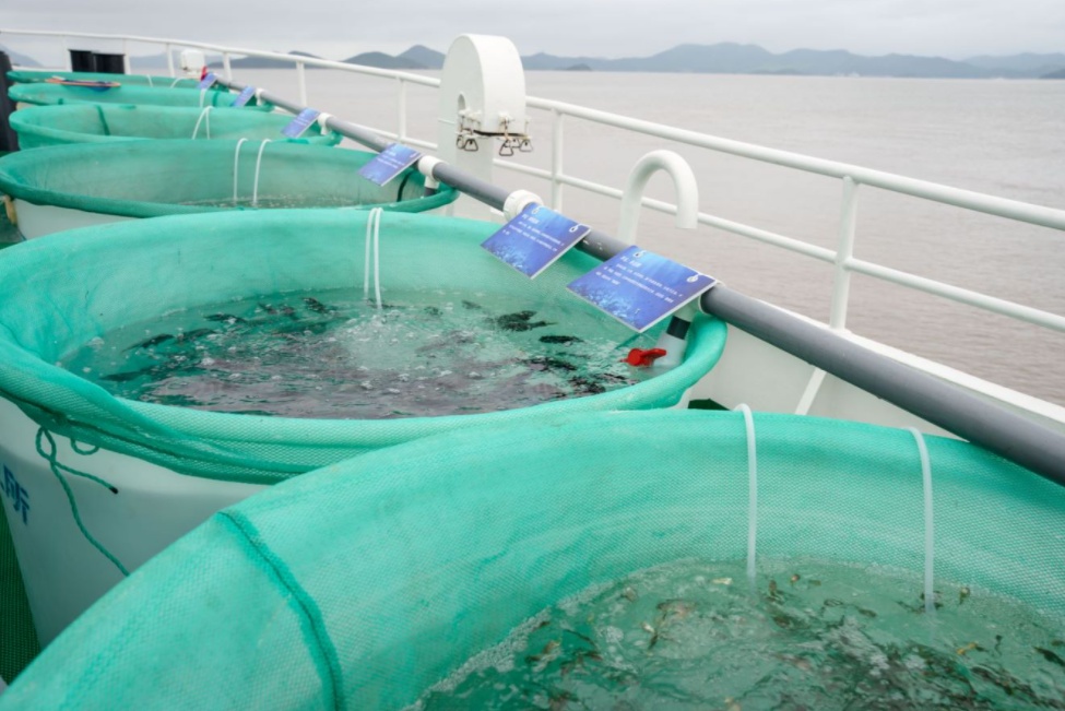 “水中黄金”，游回来了！