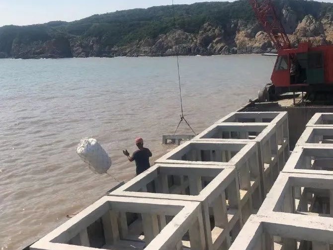 “水中黄金”，游回来了！