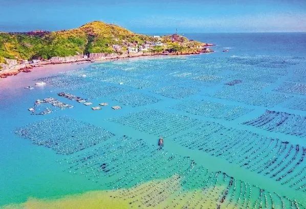 “水中黄金”，游回来了！