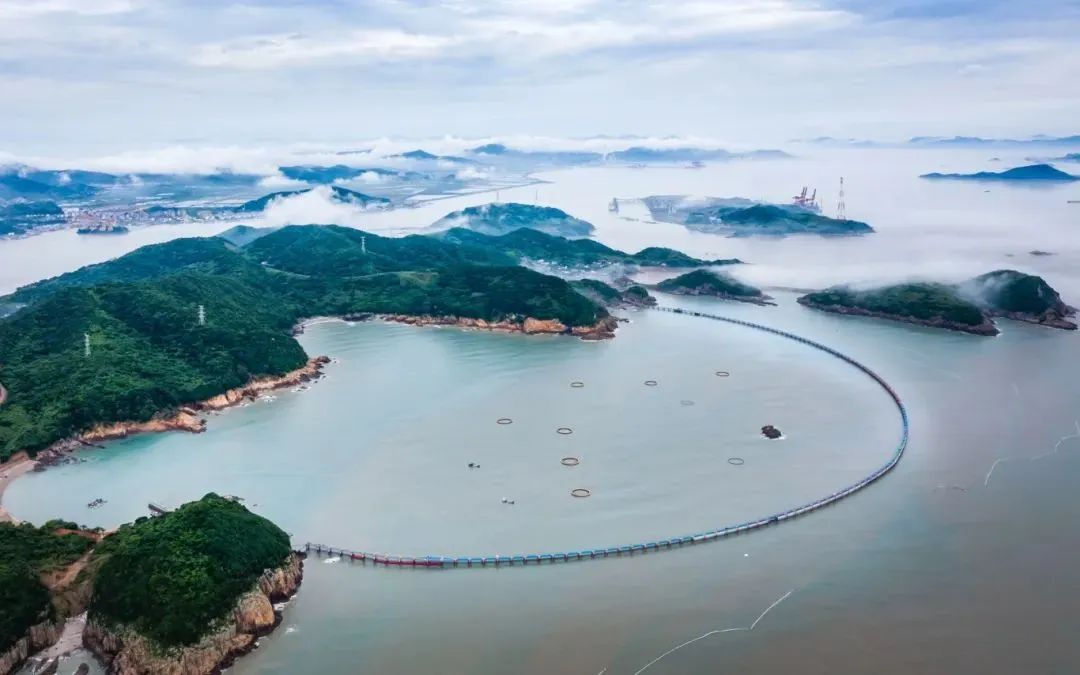 “水中黄金”，游回来了！