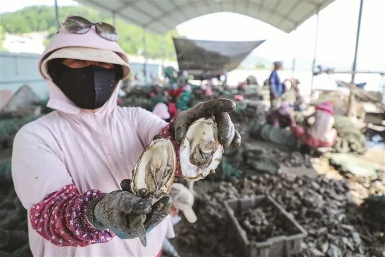 “水中黄金”，游回来了！
