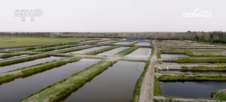 沙漠里养海鲜、种水稻？科技助力新疆“点沙成金”变身鱼米之乡