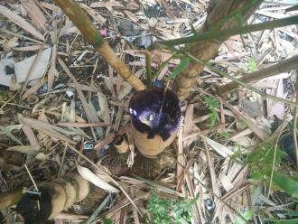 旅业场所如何防蚊灭蚊？指南来了→