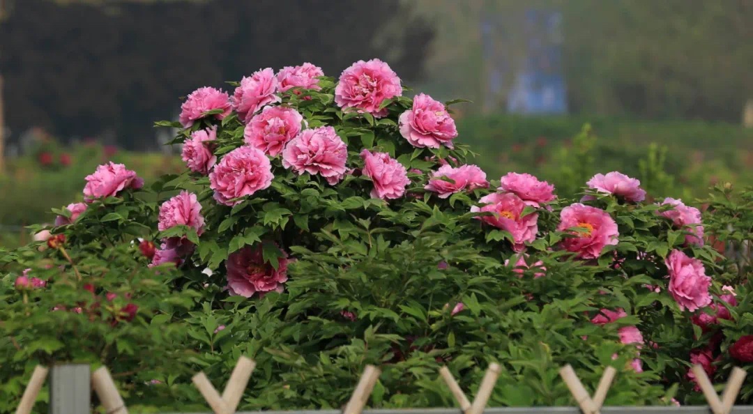 绽放了两千多年的汉牡丹见过吗？