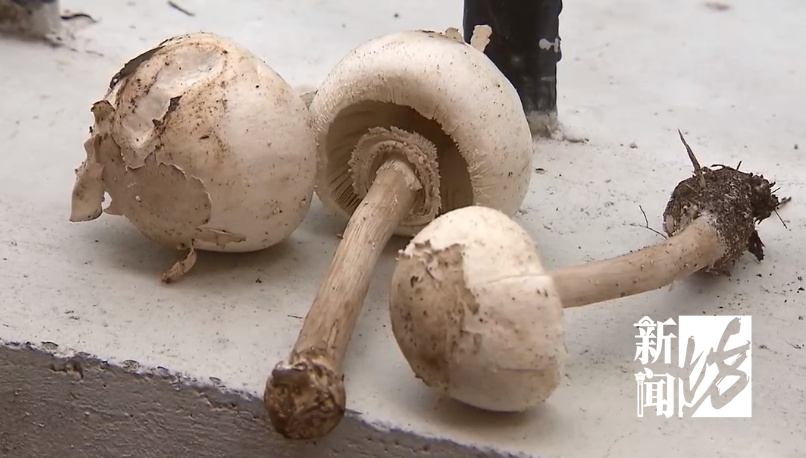 不要采,不要吃!他突传中毒身亡, 食用到去世不到72小时… 不要采,不要吃!他突传中毒身亡, 食用到去世不到72小时…