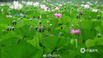 即将出伏 北京荷花先“知道”