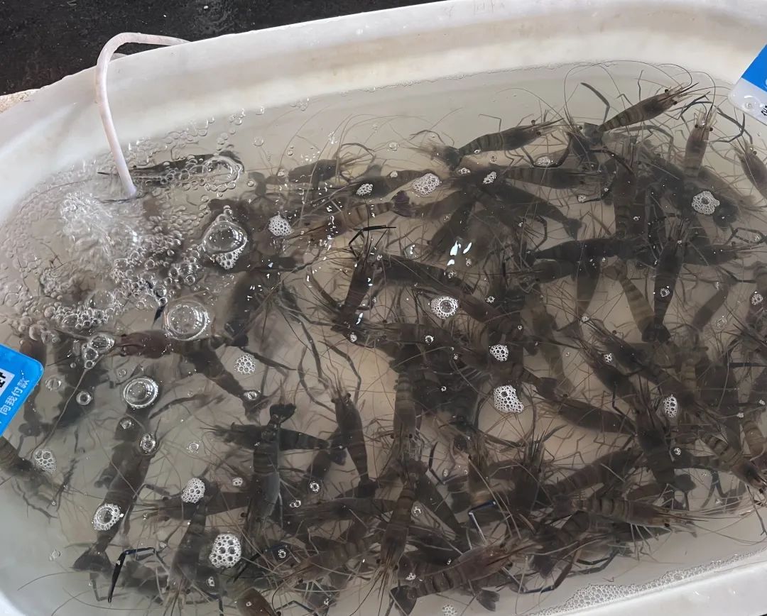 暴跌50%!杭州人爱吃的美味,今年产量暴增,老板:现在买最划算 暴跌50%!杭州人爱吃的美味,今年产量暴增,老板:现在买最划算