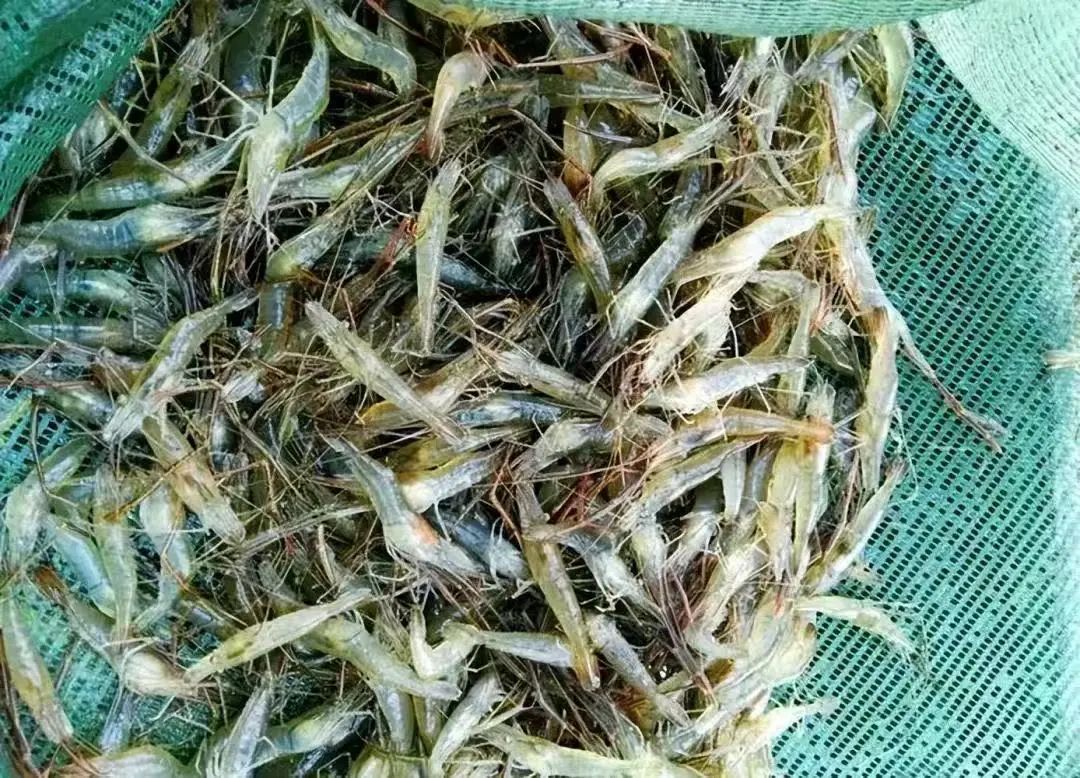 暴跌50%!杭州人爱吃的美味,今年产量暴增,老板:现在买最划算 暴跌50%!杭州人爱吃的美味,今年产量暴增,老板:现在买最划算