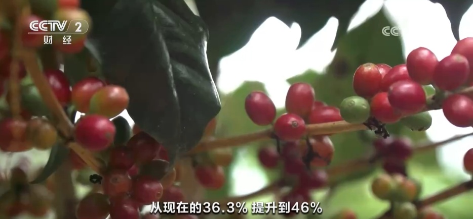 一杯“村咖”解锁乡村旅游“流量密码” 农文旅融合书写乡村振兴“夏日答卷” 一杯“村咖”解锁乡村旅游“流量密码” 农文旅融合书写乡村振兴“夏日答卷”