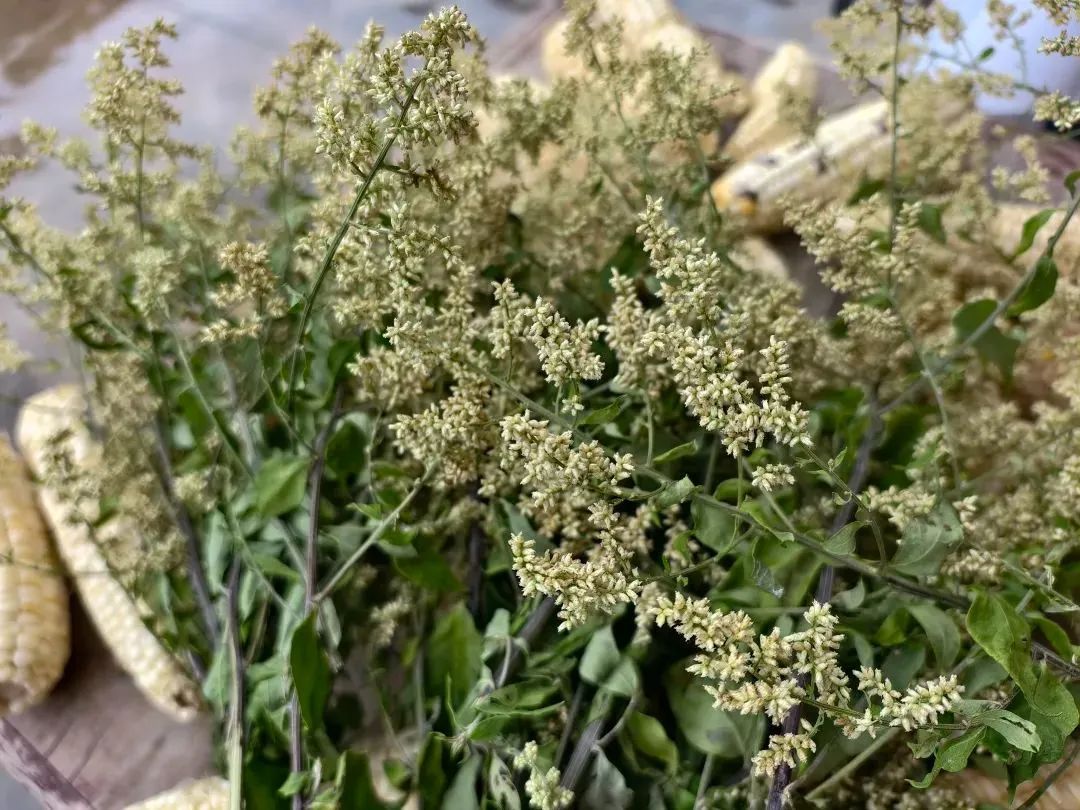 5元一大把！杭州有人晒出“宝贝”，有城里人年年托人买，网友：越陈越香……