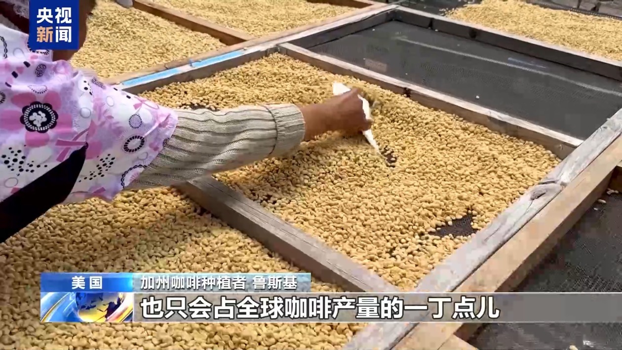 美国咖啡种植者：关税“难救”本土产业