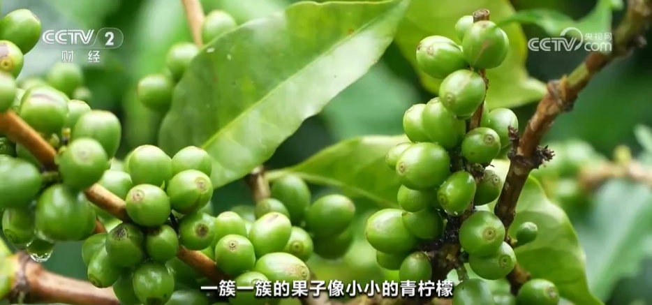 一杯“村咖”解锁乡村旅游“流量密码” 农文旅融合书写乡村振兴“夏日答卷” 一杯“村咖”解锁乡村旅游“流量密码” 农文旅融合书写乡村振兴“夏日答卷”