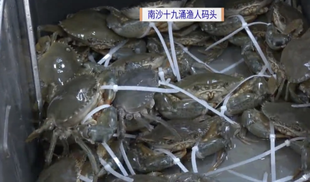 开渔第二天，“生猛靓货”陆续上岸！广东食客争尝“第一口鲜”！