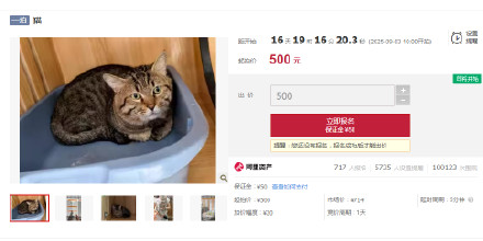 狸花猫被拍卖抵债万元寄养费可免